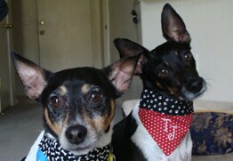 Brodie and Tucker have the best dog insurance for Rat Terriers.